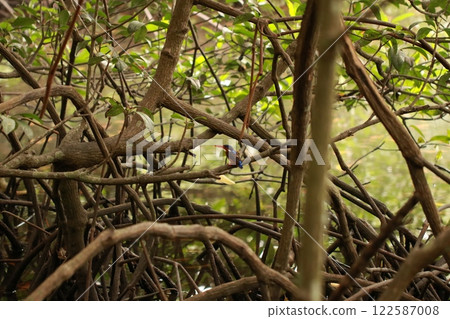mangrove 122587008