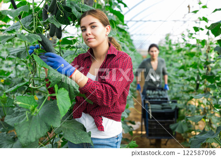 Collective picking of cucumbers Collective picking of cucumbers 122587096