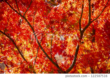 Autumn leaves Autumn leaves 122587516