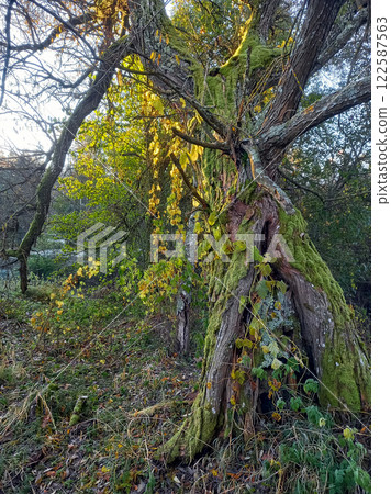 The old oak tree is broken and covered in moss The old oak tree is broken and covered in moss 122587563