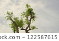 Treetops with green leaves with a few leaves and a cloudy sky 122587615