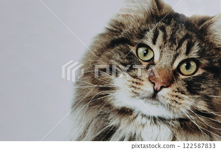 What are you looking at?! Did you find something interesting? Tabby cat 122587833