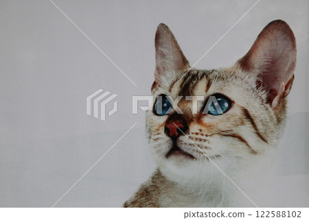 What are you looking at?! Did you find something interesting? Tabby cat 122588102