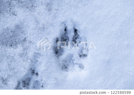 雪和狗的腳印 雪和狗的腳印 122588599