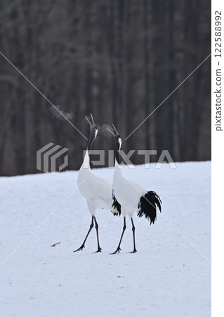Crane crane 122588992