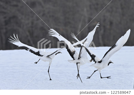 Japanese crane crane 122589047