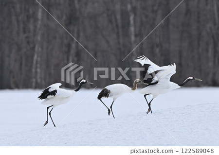 Japanese crane crane 122589048