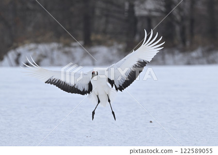Japanese crane, before landing 122589055
