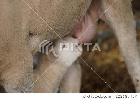 Lamb drinking milk 122589417