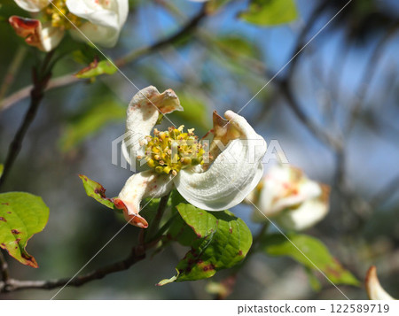 A close-up of the yellow flowers of a white dogwood in the morning sun 122589719
