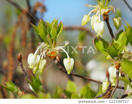 A close-up of a branch of Enkianthus campanulatus with white flowers and leaves in the spring sunshine A close-up of a branch of Enkianthus campanulatus with white flowers and leaves in the spring sunshine 122589727