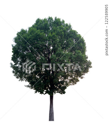 Isolated single tree greenery botanical Isolated single tree greenery botanical 122589905