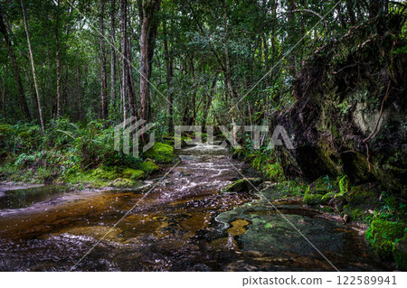 Forest at Phu Kradueng national park, Loei Province Thailand. Forest at Phu Kradueng national park, Loei Province Thailand. 122589941