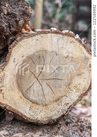 The harvested tree 122589992