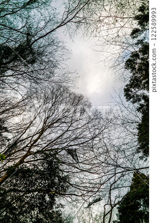 Looking up to the sky from the forest 122589993