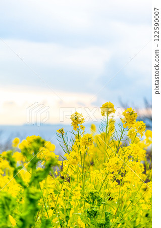 Rape flowers with the sea in the background Rape flowers with the sea in the background 122590007