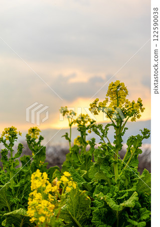 Landscape with rape flowers and cherry blossoms 122590038