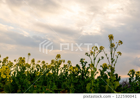 Rape blossoms blooming toward the sky Rape blossoms blooming toward the sky 122590041