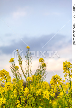 Rape blossoms shining in the blue sky Rape blossoms shining in the blue sky 122590052