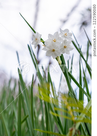 White daffodils blooming in a winter field White daffodils blooming in a winter field 122590080