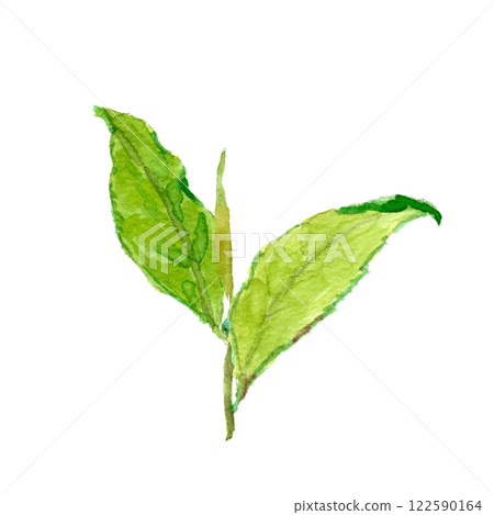 Watercolor illustration of new tea leaves (fresh tea) 122590164