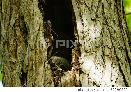Ezo Owl's nest and chicks 122590221