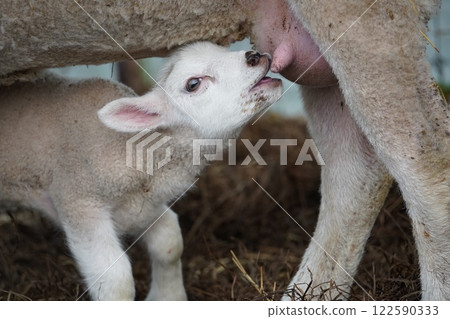 小羊喝牛奶 122590333