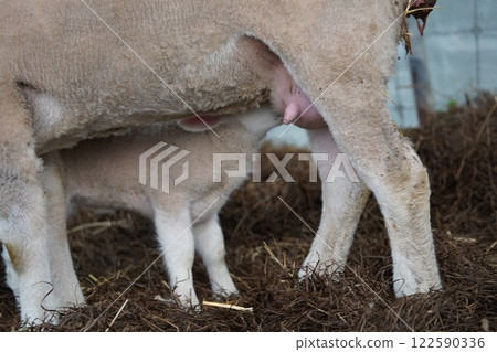 小羊喝牛奶 122590336