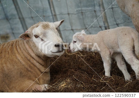 親子羊 122590337