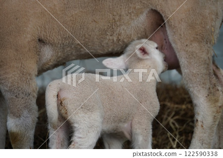 小羊喝牛奶 122590338