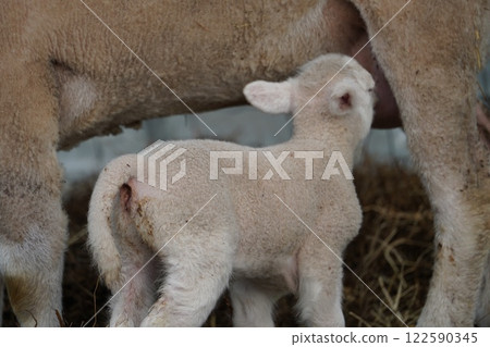 Lamb drinking milk Lamb drinking milk 122590345