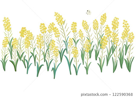 油菜花插圖素材 油菜花插圖素材 122590368