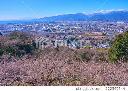 View of the cityscape over the plum grove in Odawara City, Kanagawa Prefecture (Odawara City, Mt. Shirogane, Mt. Futago, Mt. Hoshigayama, etc.) View of the cityscape over the plum grove in Odawara City, Kanagawa Prefecture (Odawara City, Mt. Shirogane, Mt. Futago, Mt. Hoshigayama, etc.) 122590544