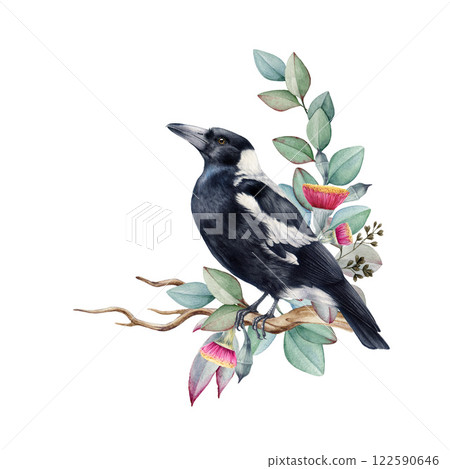 Australian magpie bird with eucalyptus leaves, flower decoration watercolor illustration. Hand drawn Gymnorhina tibicen Australia native wildlife bird. Cute magpie with flower deco. White background Australian magpie bird with eucalyptus leaves, flower decoration watercolor illustration. Hand drawn Gymnorhina tibicen Australia native wildlife bird. Cute magpie with flower deco. White background 122590646