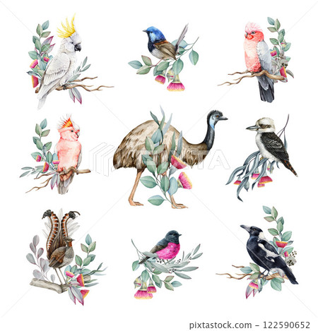 Birds of Australia watercolor illustration set. Hand drawn pink cockatoo parrot, pink robin, kookaburra, fairywren, emu, galah birds. Australian native birds with eucalyptus leaves and flower decor Birds of Australia watercolor illustration set. Hand drawn pink cockatoo parrot, pink robin, kookaburra, fairywren, emu, galah birds. Australian native birds with eucalyptus leaves and flower decor 122590652