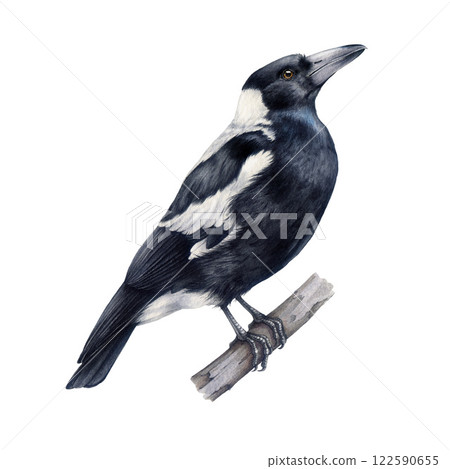 Australian magpie bird realistic watercolor illustration. Hand drawn Gymnorhina tibicen Australia native wildlife bird. Cute magpie perched on a tree branch side view isolated on white background Australian magpie bird realistic watercolor illustration. Hand drawn Gymnorhina tibicen Australia native wildlife bird. Cute magpie perched on a tree branch side view isolated on white background 122590655