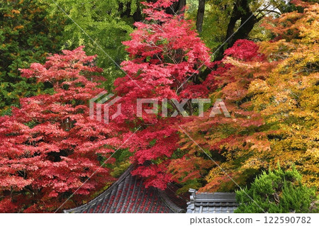 Autumn leaves of Chang'an Temple Autumn leaves of Chang'an Temple 122590782