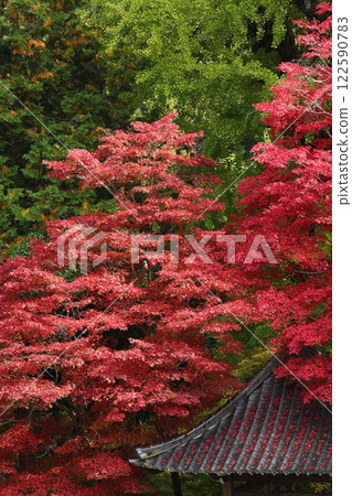 Autumn leaves of Chang'an Temple 122590783