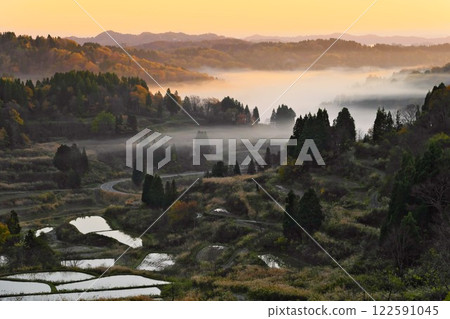 Hoshi Pass, dyed in autumn yellow leaves. Morning sunlight in the early morning over the misty rice terraces. 122591045