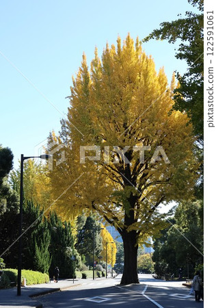 Scenery of Kitanomaru Park in Chiyoda Ward, with yellow-leafed trees Scenery of Kitanomaru Park in Chiyoda Ward, with yellow-leafed trees 122591061