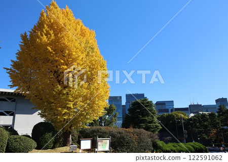 Scenery of Kitanomaru Park in Chiyoda Ward, with yellow-leafed trees Scenery of Kitanomaru Park in Chiyoda Ward, with yellow-leafed trees 122591062