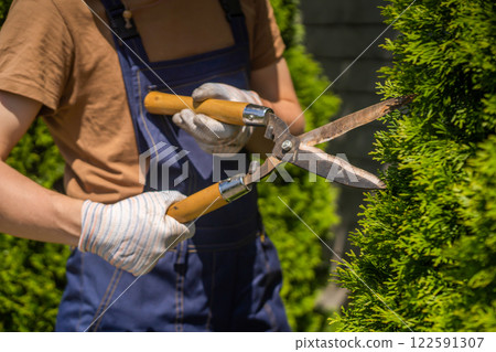 A professional gardener is cutting a thuja tree for a better shape 122591307