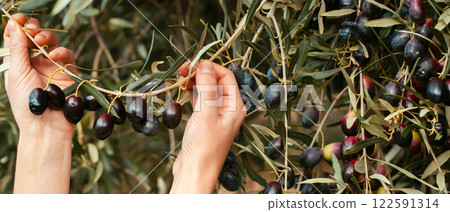 Female hand holds the olive branch with dark olives. 122591314