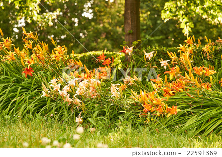 Beautiful lily flowers are planted along the walking path in the park Beautiful lily flowers are planted along the walking path in the park 122591369