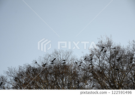 Crow on tree Crow on tree 122591496