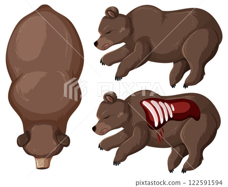 Anatomy of a Sleeping Bear Anatomy of a Sleeping Bear 122591594