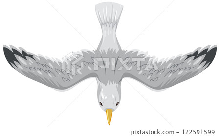 Top View of a Flying Seagull 122591599