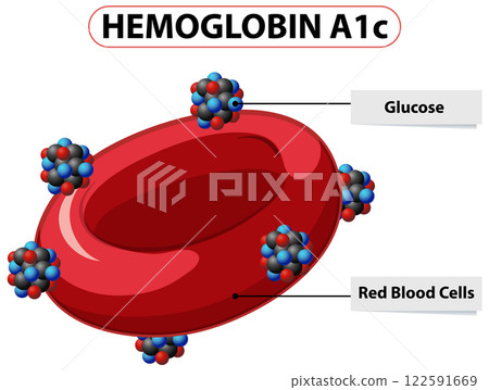 Hemoglobin A1c and Blood Glucose Illustration Hemoglobin A1c and Blood Glucose Illustration 122591669