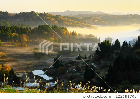 Hoshi Pass is dyed yellow in autumn. The misty rice terraces are bathed in the morning sunshine, and the silver grass glitters. Hoshi Pass is dyed yellow in autumn. The misty rice terraces are bathed in the morning sunshine, and the silver grass glitters. 122591703