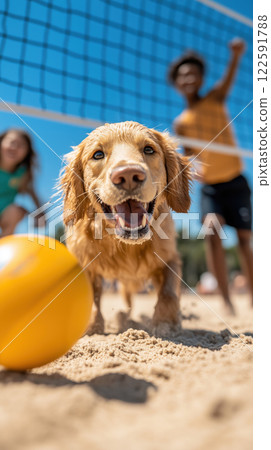 Happy golden retriever playing on beach with volleyball in sand 122591788